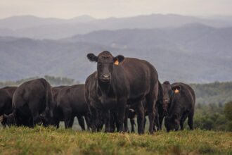 Gado Angus