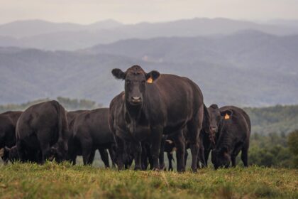Gado Angus