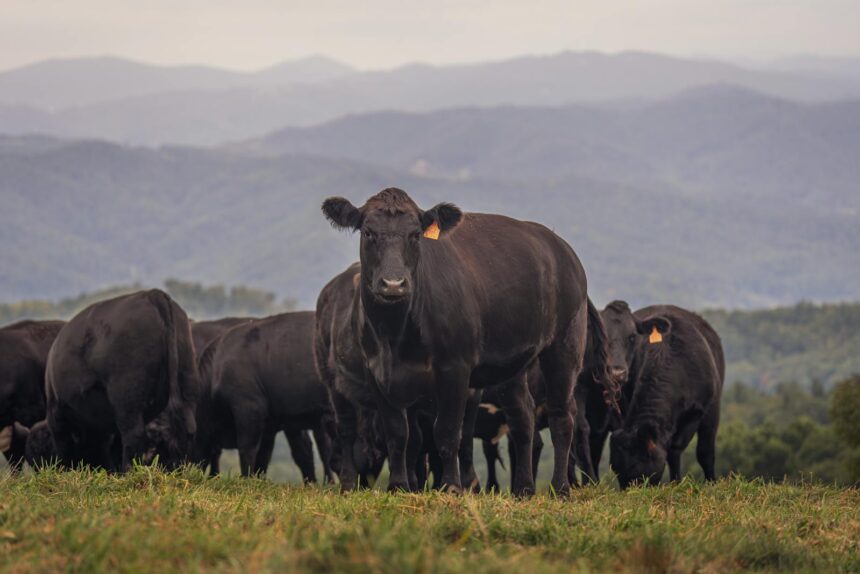 Gado Angus