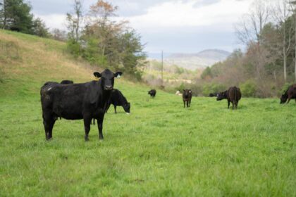 Gado Angus