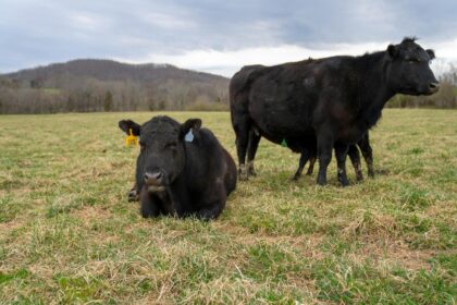 Gado Angus