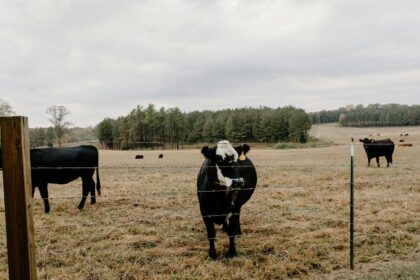 Gado Angus