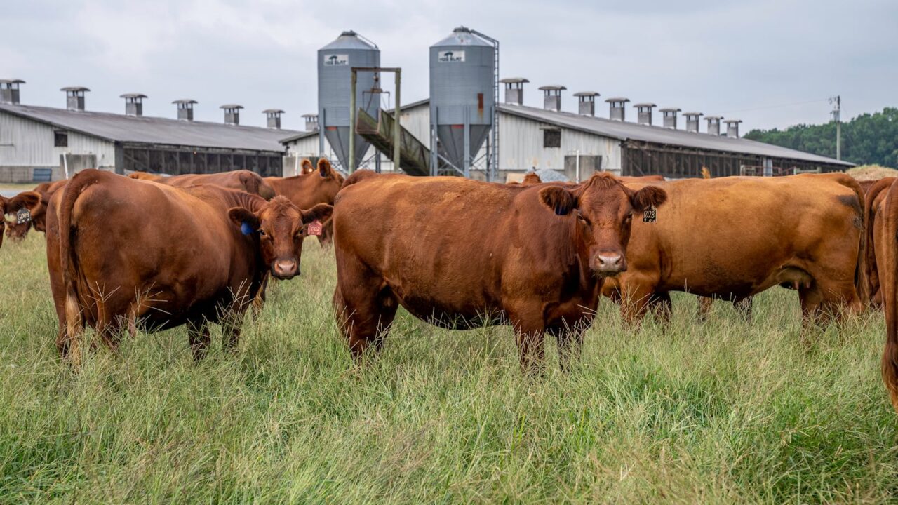 Gado Angus, uma raça taurina