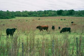Gado Angus