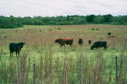Gado Angus