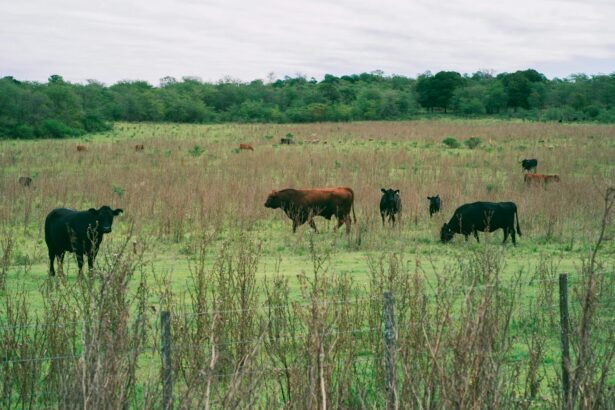Gado Angus