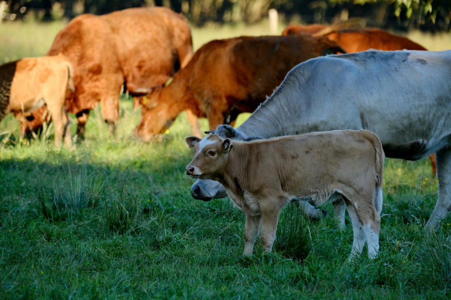 Gado Angus