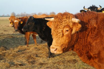Gado Angus