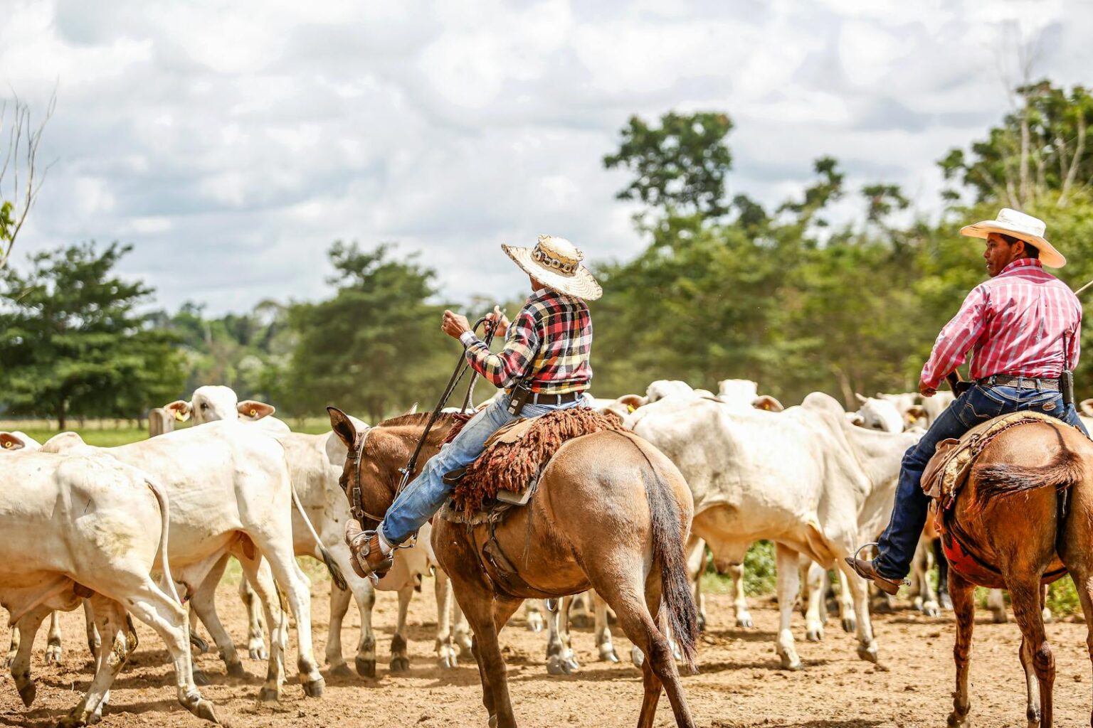 Gado Nelore