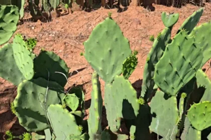 Variedades de palma forrageira resistentes à cochonilha-do-carmim
