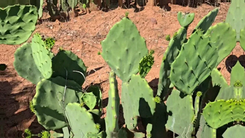 Variedades de palma forrageira resistentes à cochonilha-do-carmim