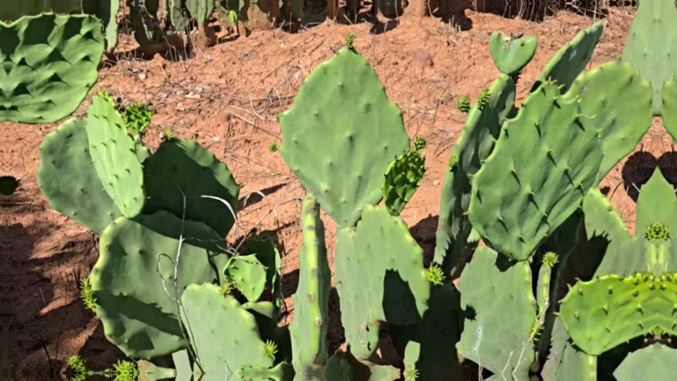 Variedades de palma forrageira resistentes à cochonilha-do-carmim