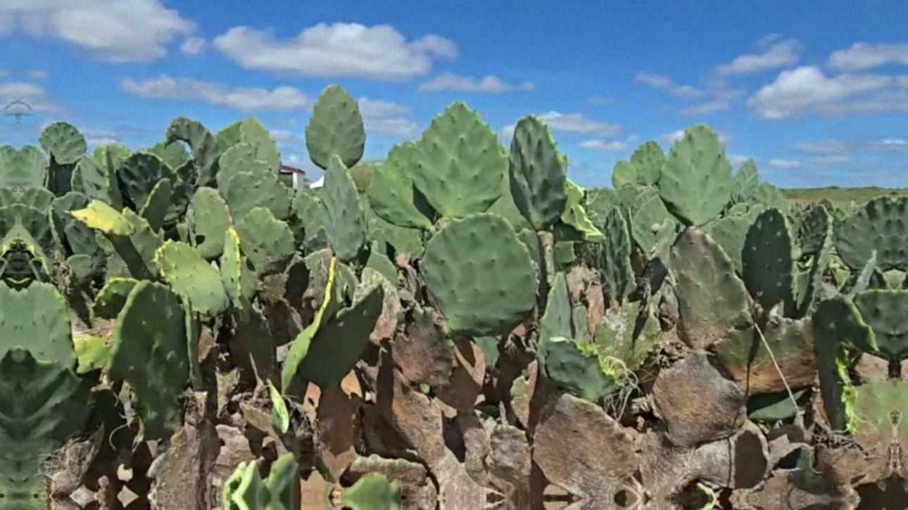Valor nutricional da palma forrageira