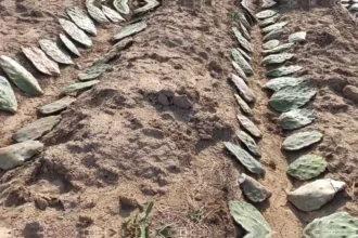 Qual o espaçamento ideal para plantar palma forrageira