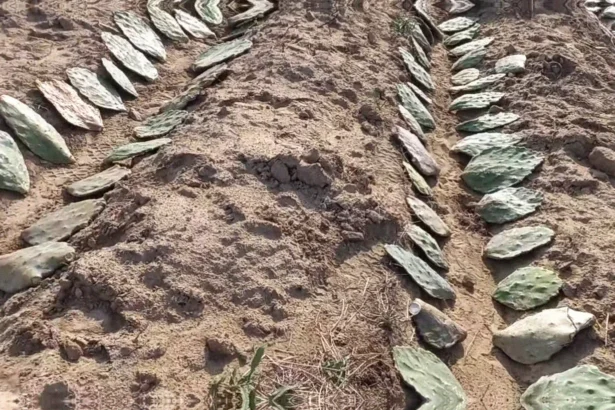 Qual o espaçamento ideal para plantar palma forrageira