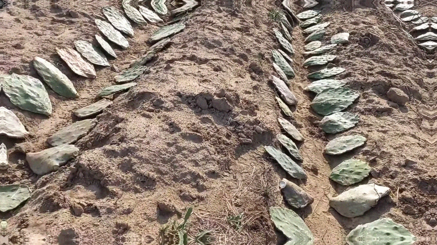 Qual o espaçamento ideal para plantar palma forrageira