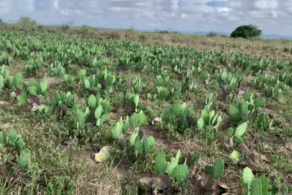 Adubação verde para palma forrageira: saiba como funciona