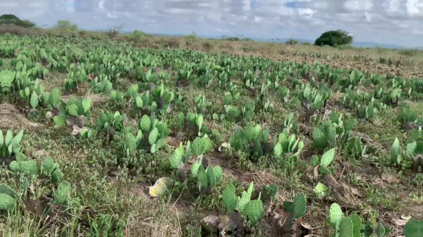 Adubação verde para palma forrageira: saiba como funciona