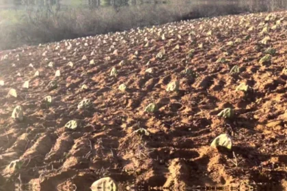 Como usar a palma forrageira para melhorar a produção de leite