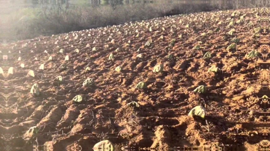 Como usar a palma forrageira para melhorar a produção de leite