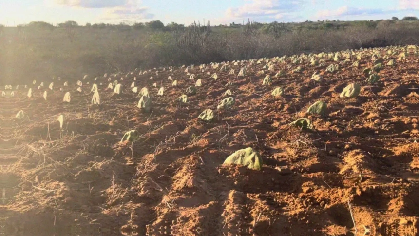 Produção de palma forrageira por ano em regiões semiáridas