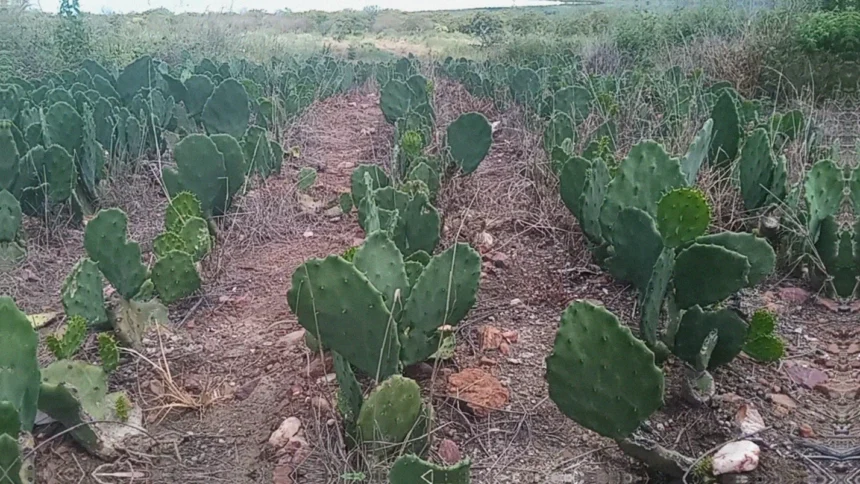 Pragas na palma forrageira e o manejo sustentável para seu controle