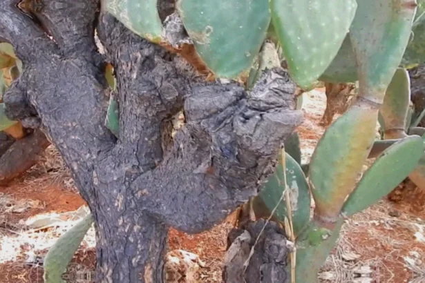 Plantio de palma forrageira irrigada: quando vale a pena