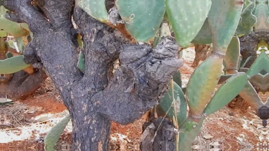 Plantio de palma forrageira irrigada: quando vale a pena