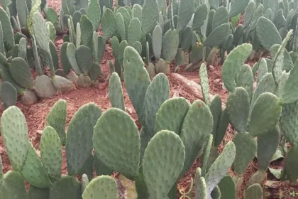 Quantas toneladas de palma forrageira produz um hectare irrigado