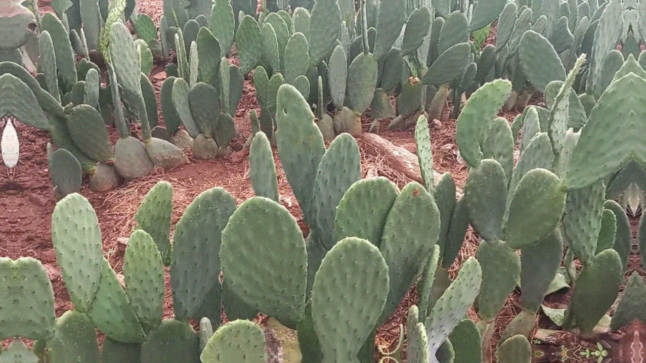 Quantos bovinos de corte podem ser mantidos com um hectare de palma forrageira