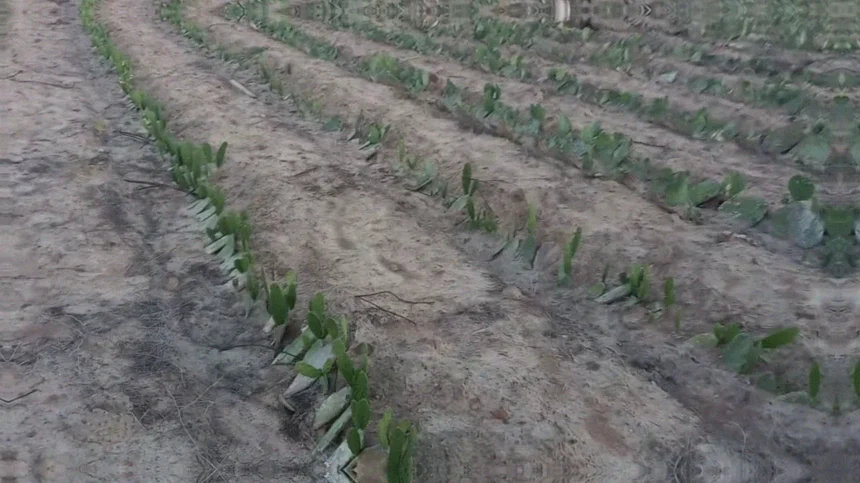 Plantio de palma forrageira em sequeiro: principais cuidados