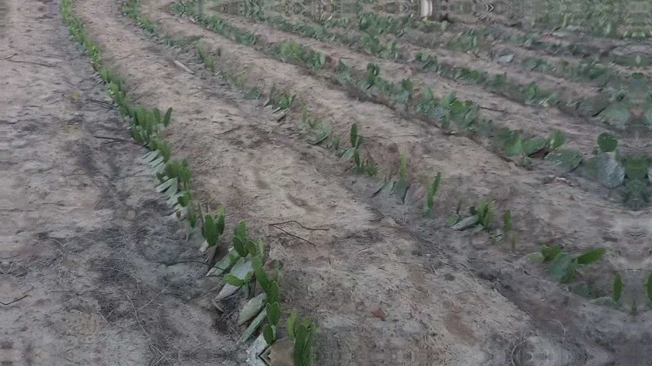 Passo a passo para o plantio de palma forrageira no semiárido
