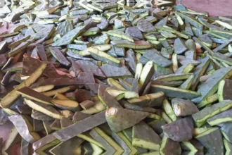 Como preparar a terra para plantar palma forrageira