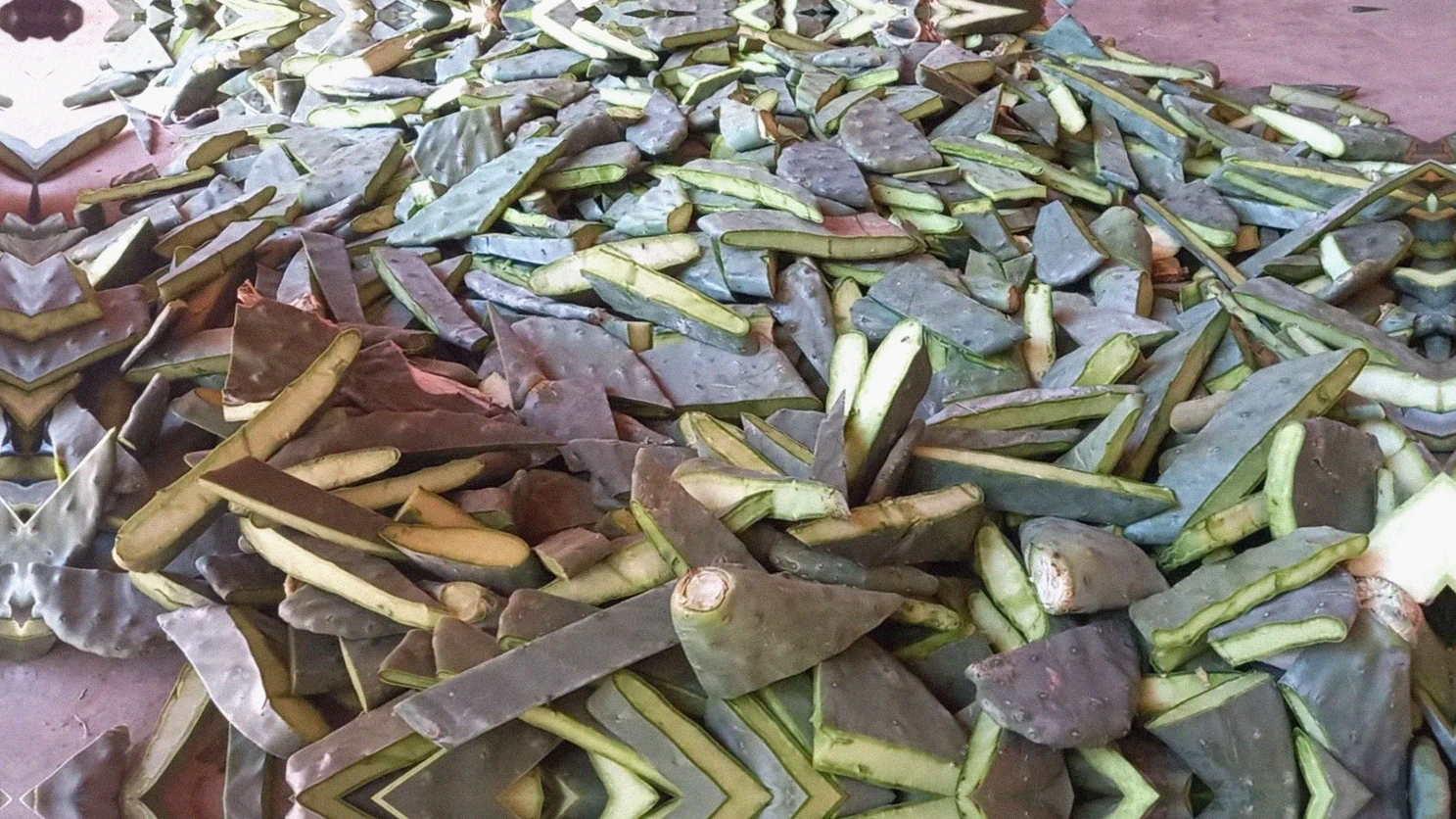 Como preparar a terra para plantar palma forrageira