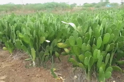 Palma forrageira com suplemento mineral: quando é necessário