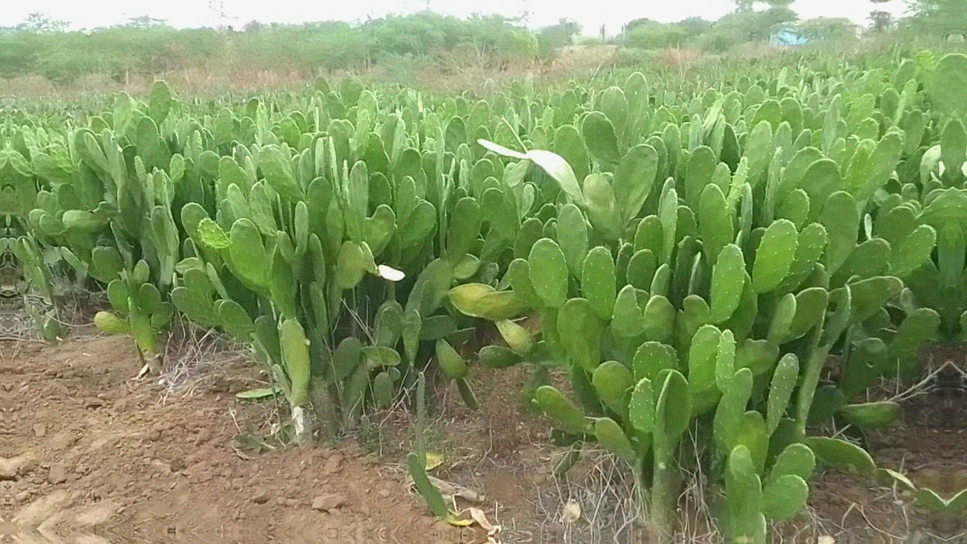 Adubação orgânica para palma forrageira: mais produtividade e longevidade
