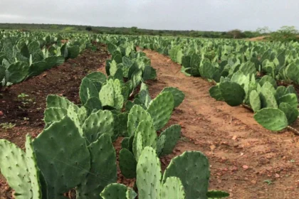 Sistemas de irrigação para cultivo de palma forrageira