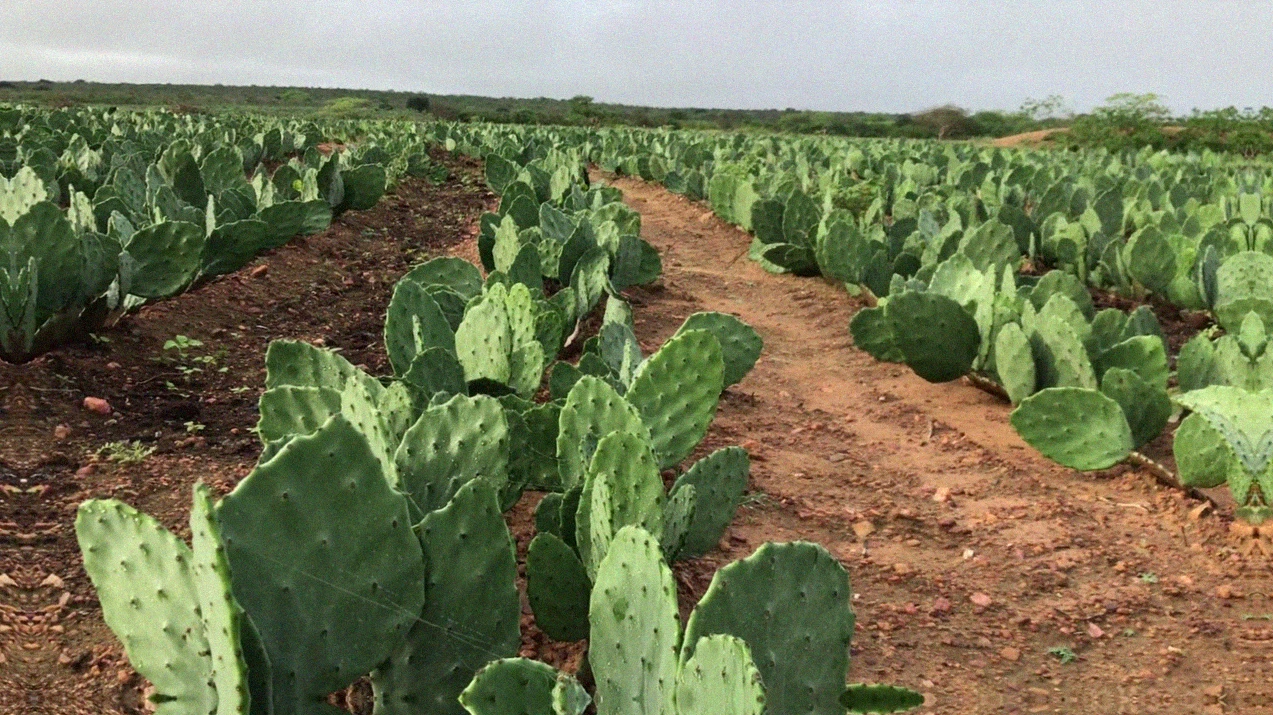 Sistemas de irrigação para cultivo de palma forrageira
