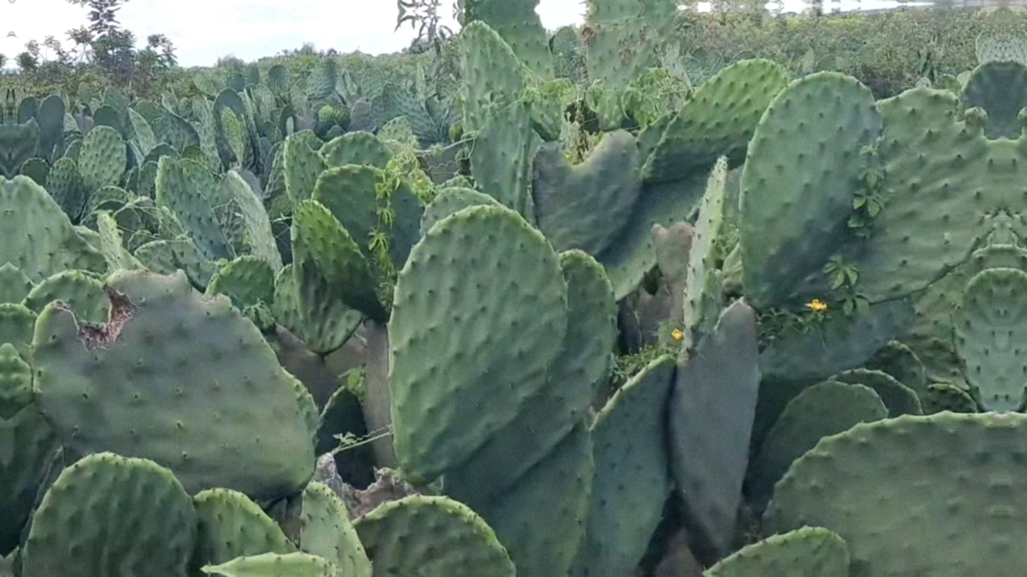 Tempo até a primeira colheita da palma forrageira