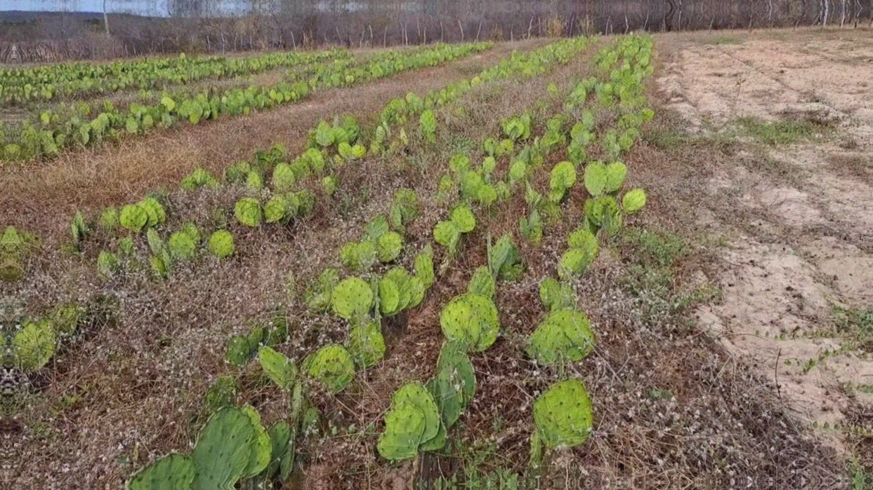 Teor de proteína da palma forrageira por variedade