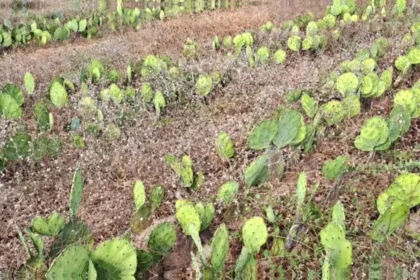 Palma forrageira cultivada em sequeiro: principais desafios