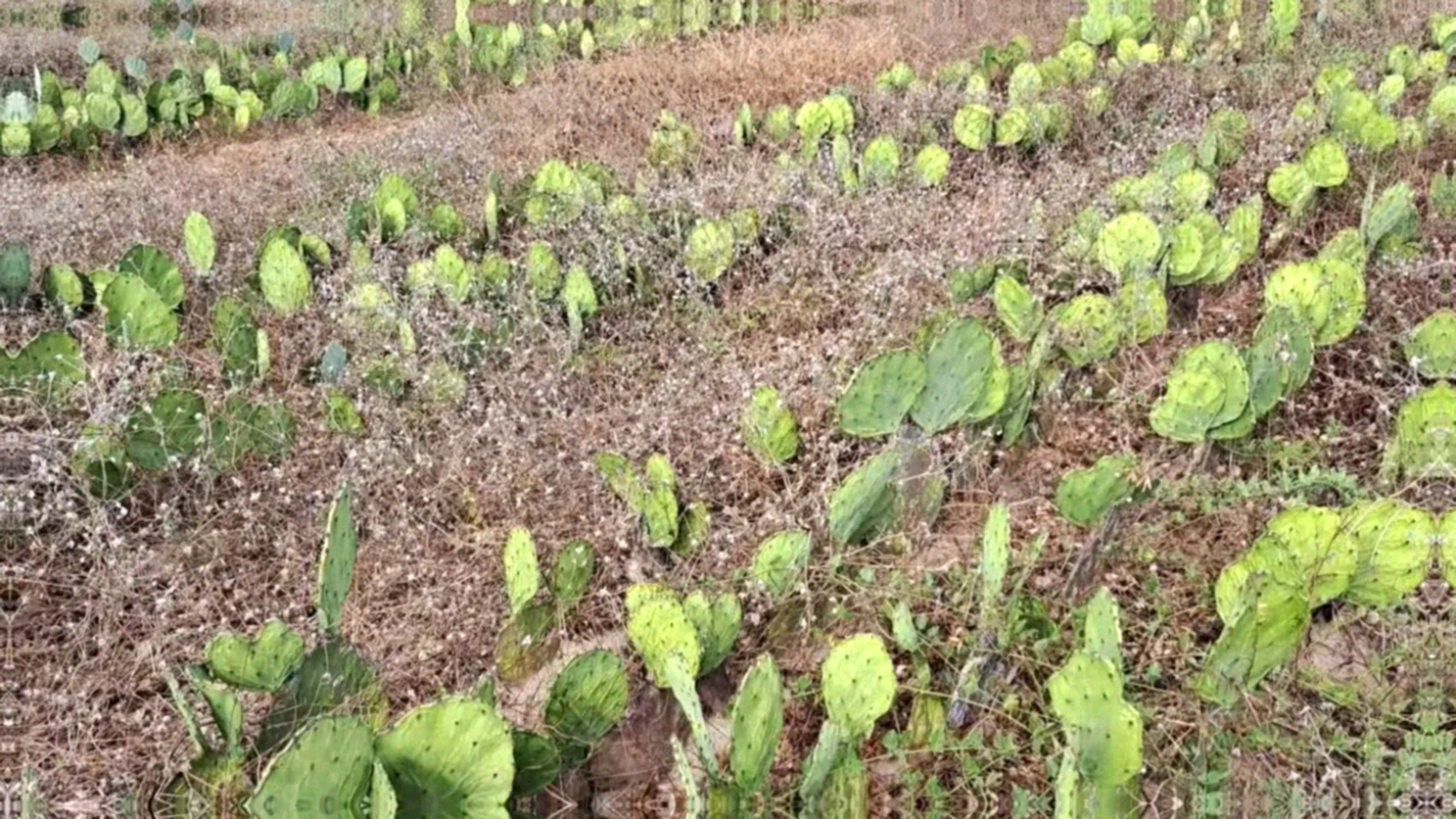 Palma forrageira cultivada em sequeiro: principais desafios