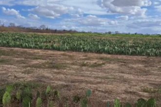 Diferença entre plantio de palma forrageira adensado e superadensado
