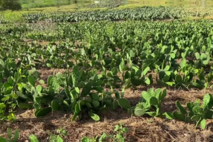 Quais nutrientes faltam na palma forrageira e como complementar
