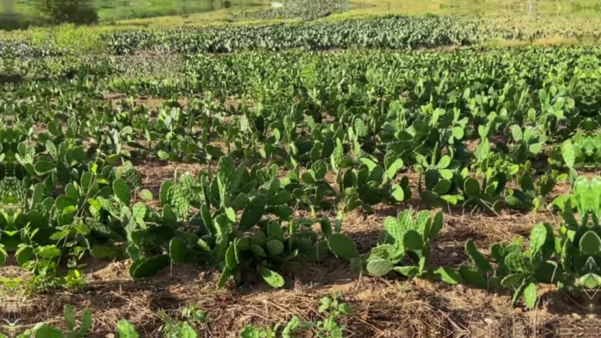Quais nutrientes faltam na palma forrageira e como complementar