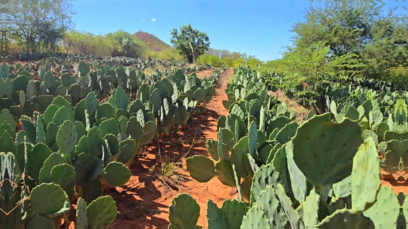Palma forrageira: vantagens de cortar e servir no cocho