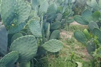 Melhor época do ano para plantar palma forrageira