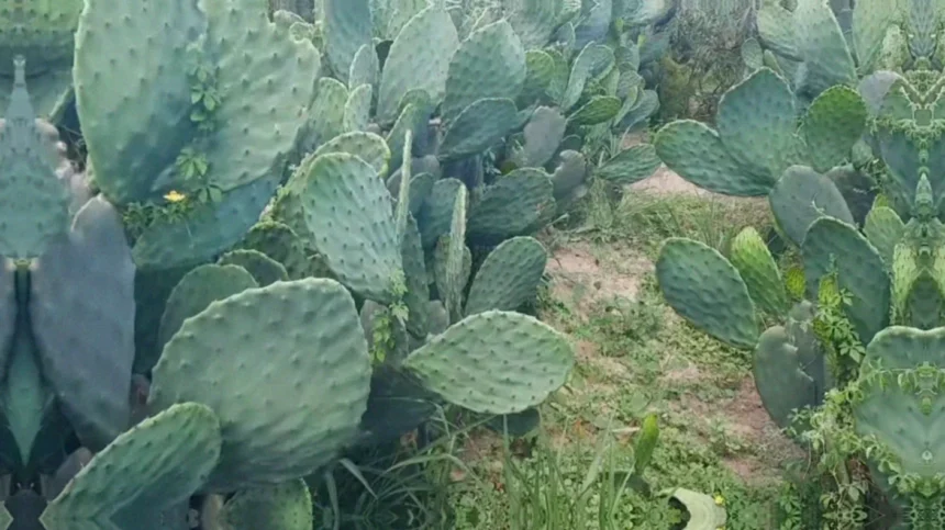 Melhor época do ano para plantar palma forrageira