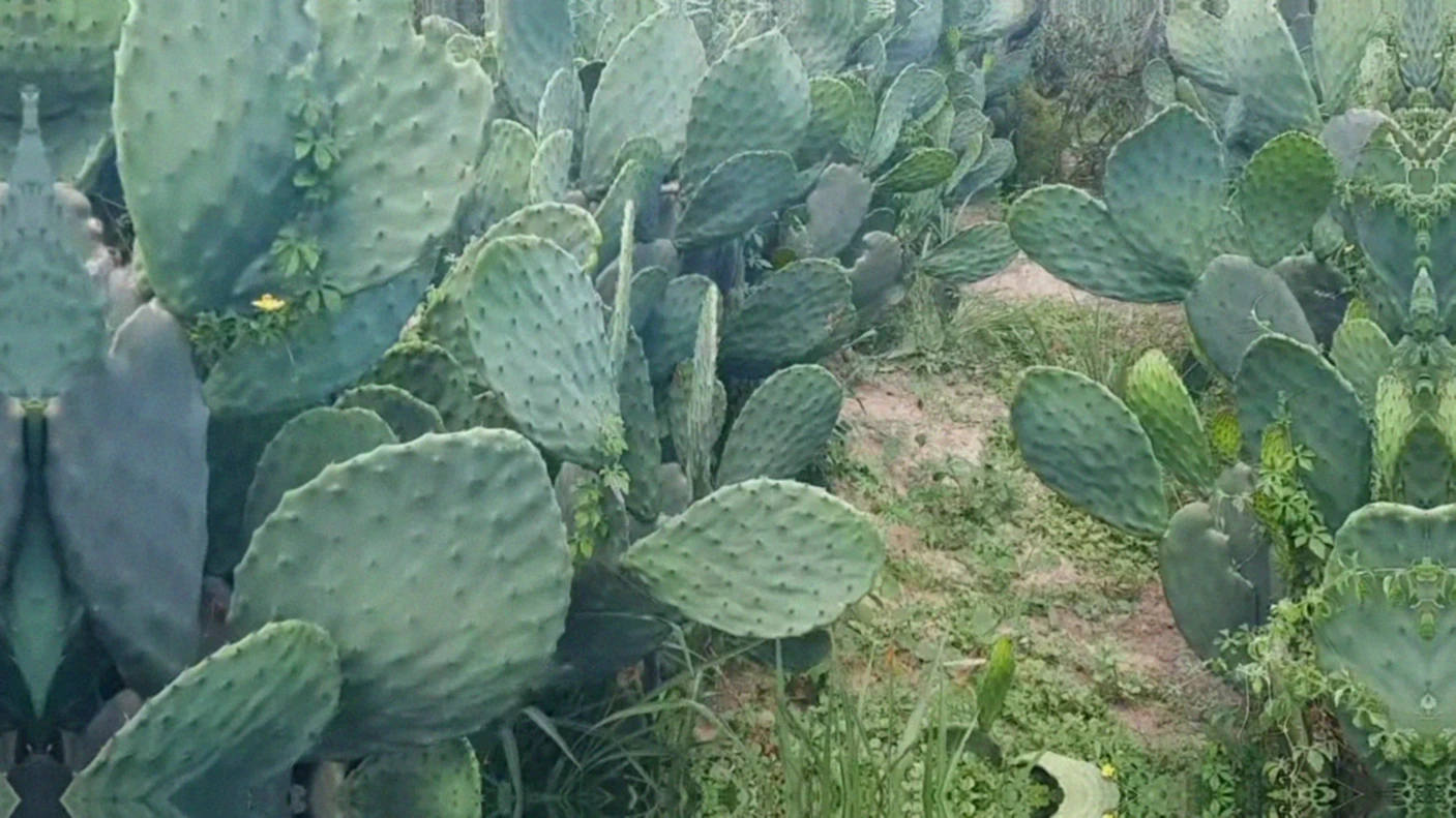 Melhor época do ano para plantar palma forrageira