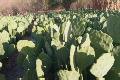 Quantas vacas leiteiras um hectare de palma forrageira alimenta